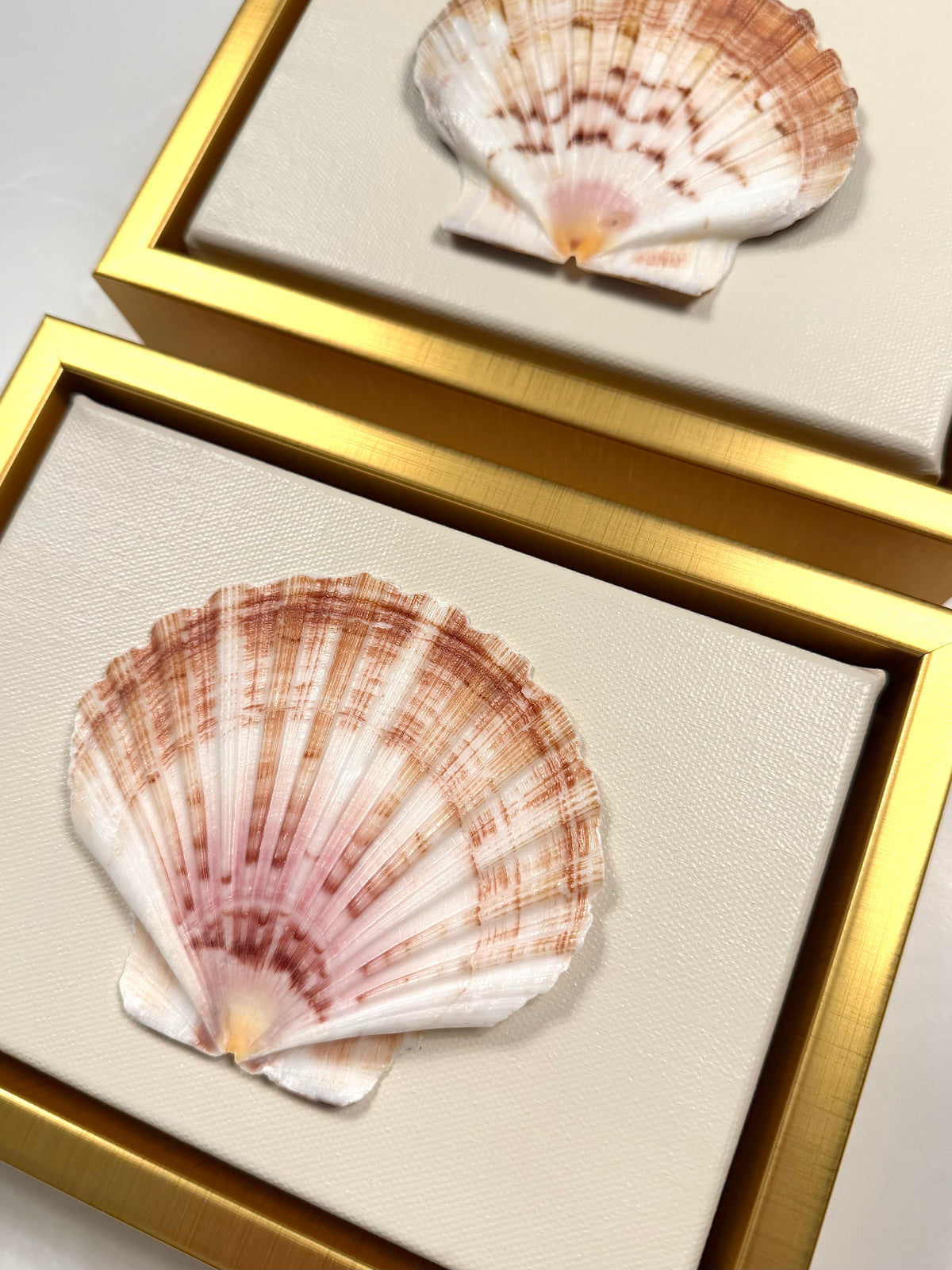 Scallop Shell Artwork