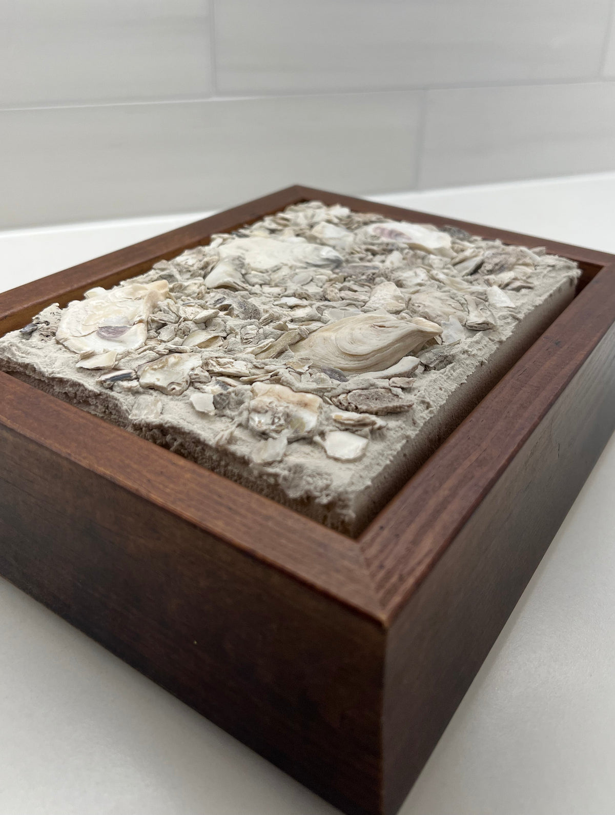 Seashells | Textured Seashell Art