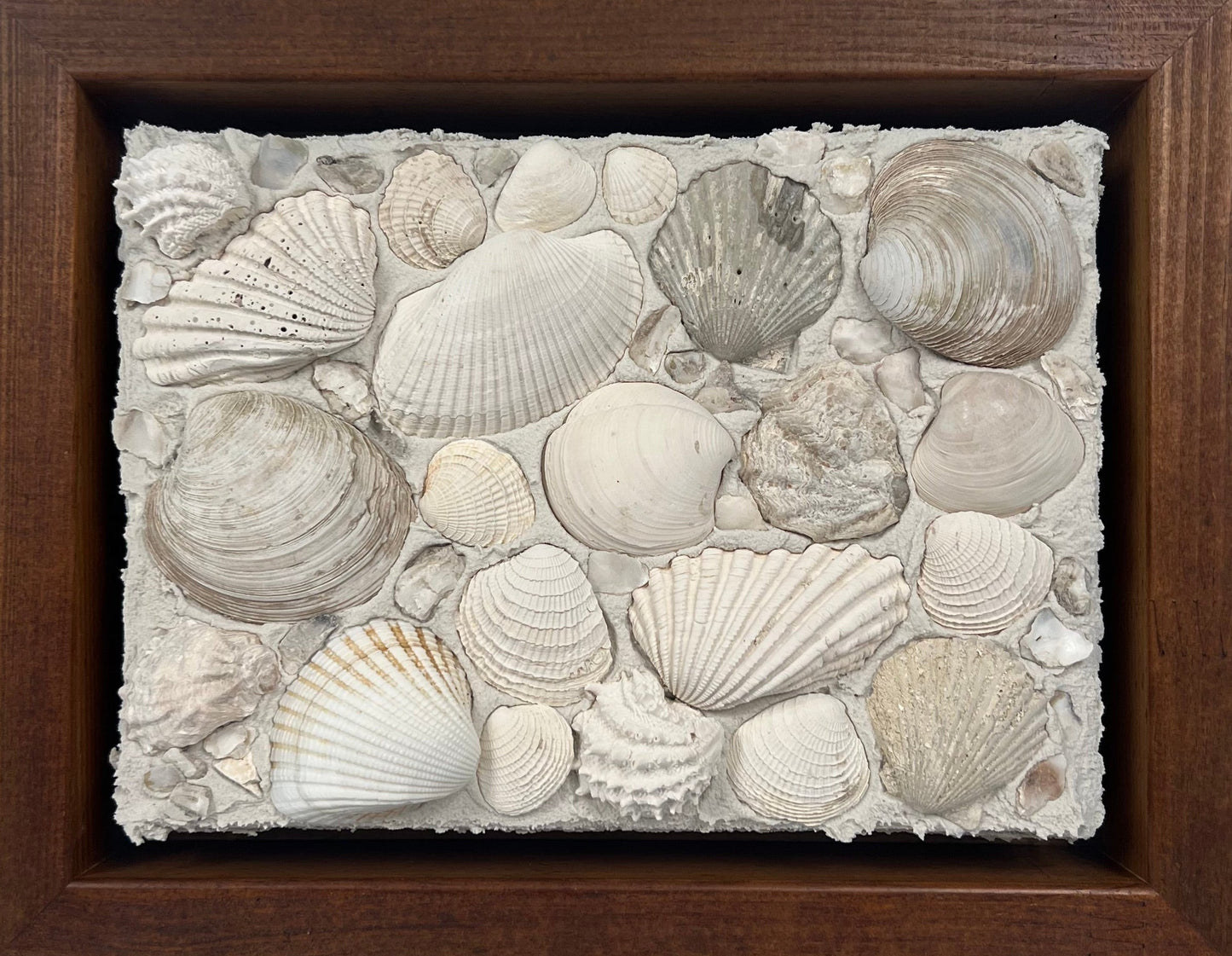 Seashells | Textured Seashell Art