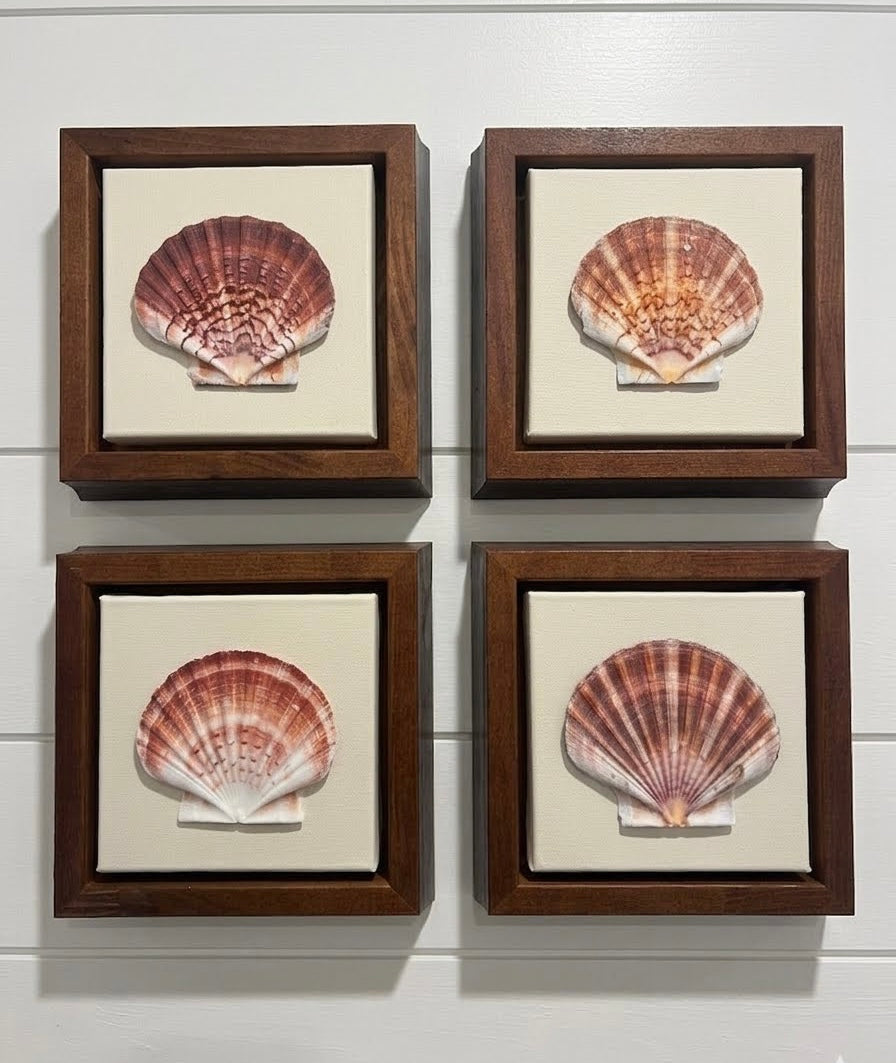 Scallop Shell Artwork | Set of Four |
