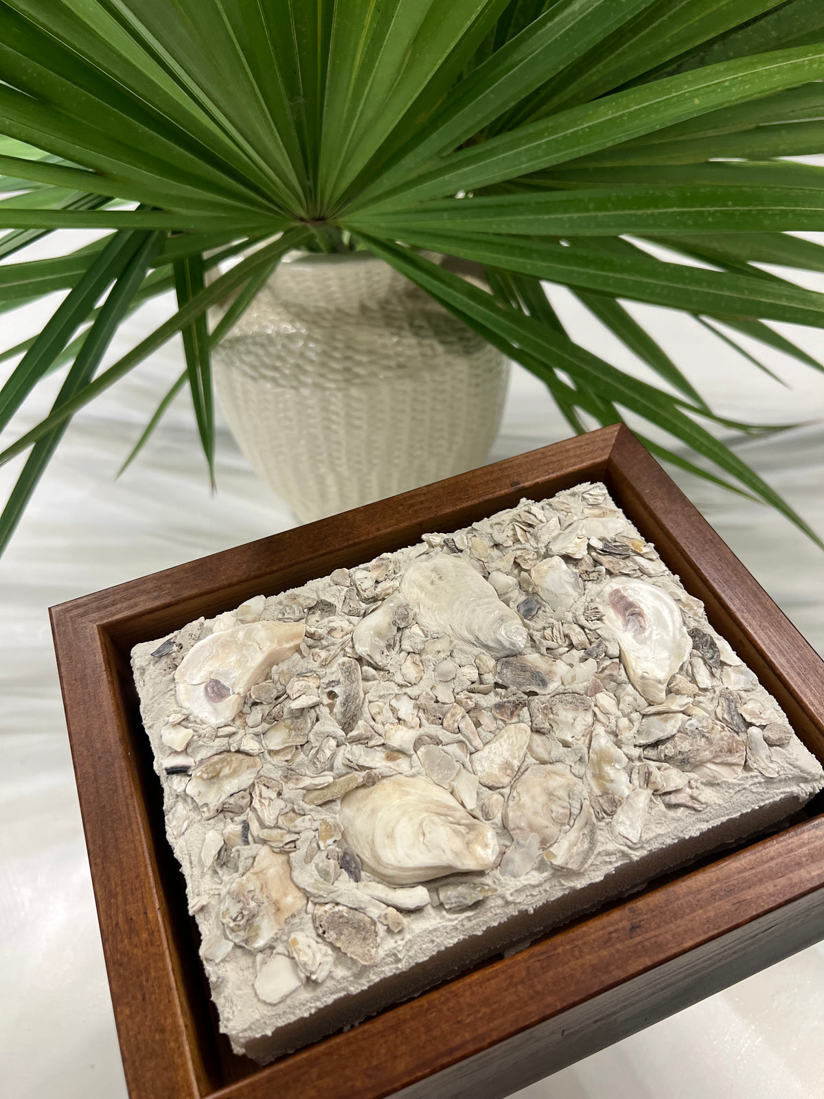 Seashells | Textured Seashell Art