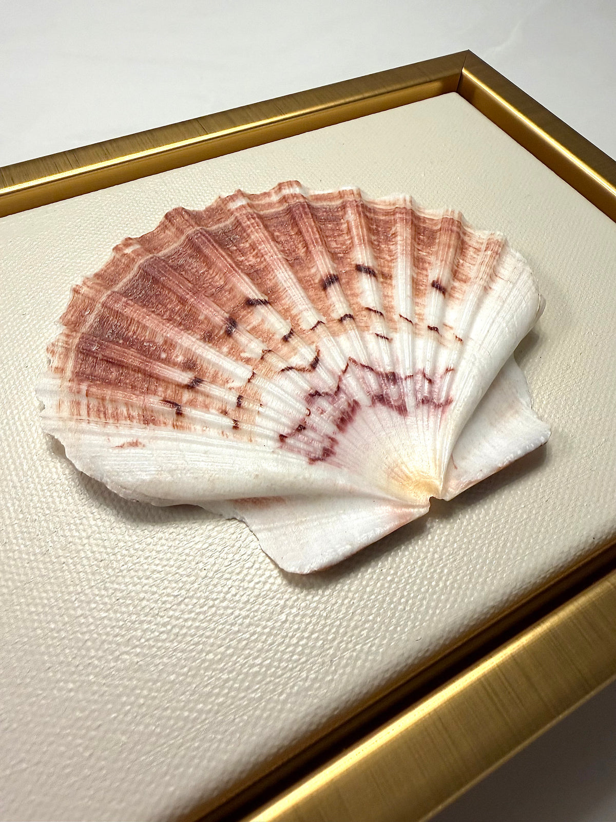 Scallop Shell Artwork