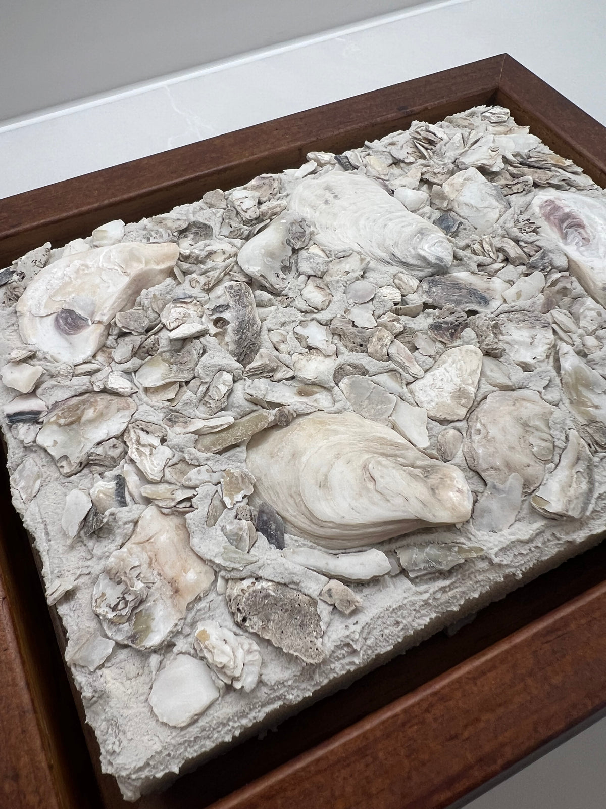 Seashells | Textured Seashell Art
