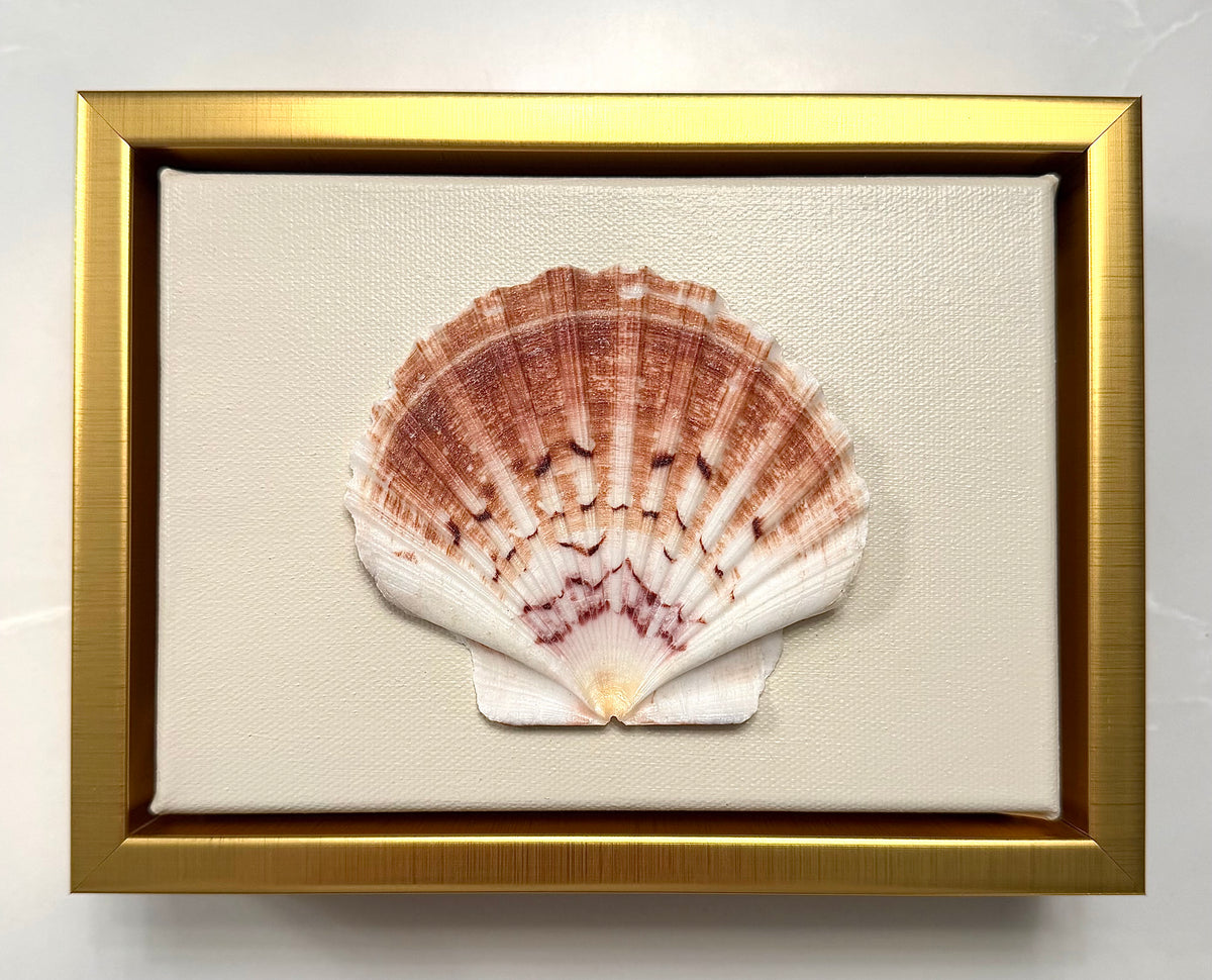 Scallop Shell Artwork