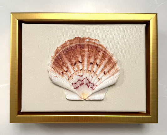 Scallop Shell Artwork