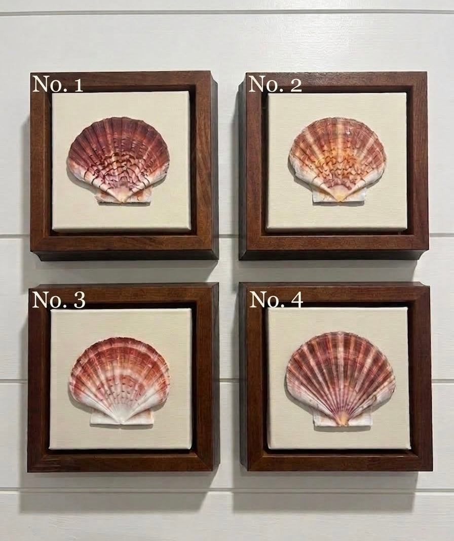 Scallop Shell Artwork
