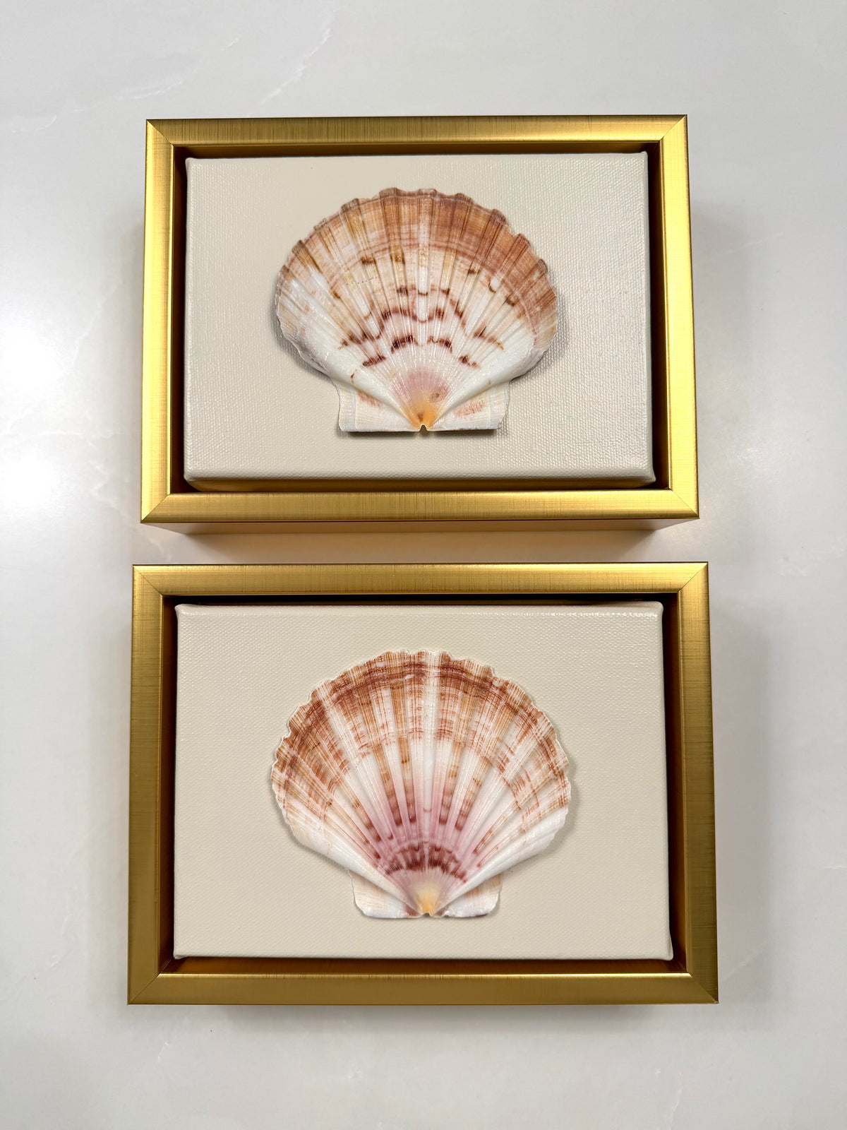 Scallop Shell Artwork