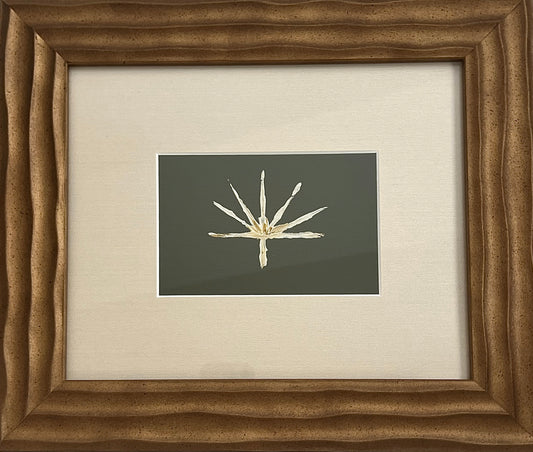 Abstract Fan Palm